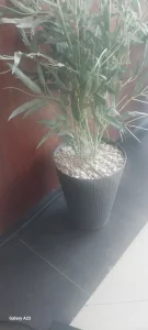 هشام